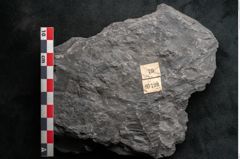 Foto (Detailansicht) von Noeggerathia palmaeformis Goeppert (NHMW-GEO-2024-0188-10736)